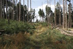 einsamer Wald am Reitsteig Reitsteig, Thorwalder Wände, einsamer Wald, Großer Zschand