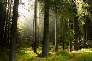 Nebel Sonnenlicht