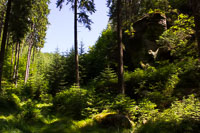 Hinterhermsdorf Wald Kirnitzschtal Tunnelweg